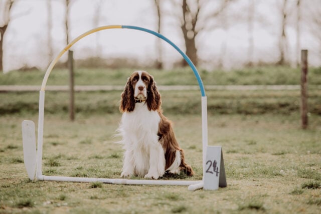Agility 2 - alt