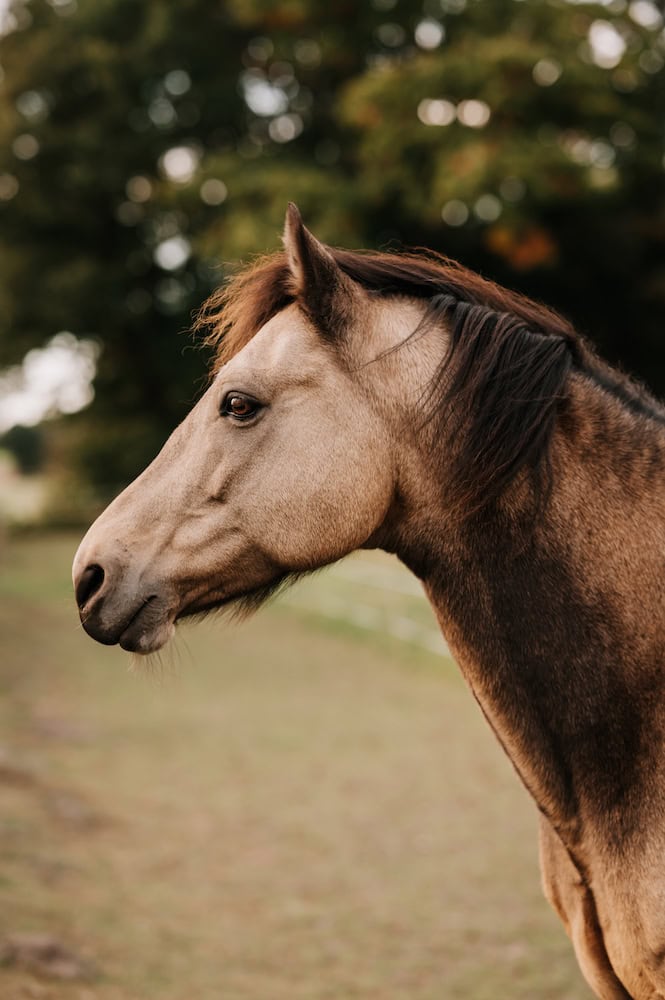 Portrait eines braunen Pferdekopfes von der Seite